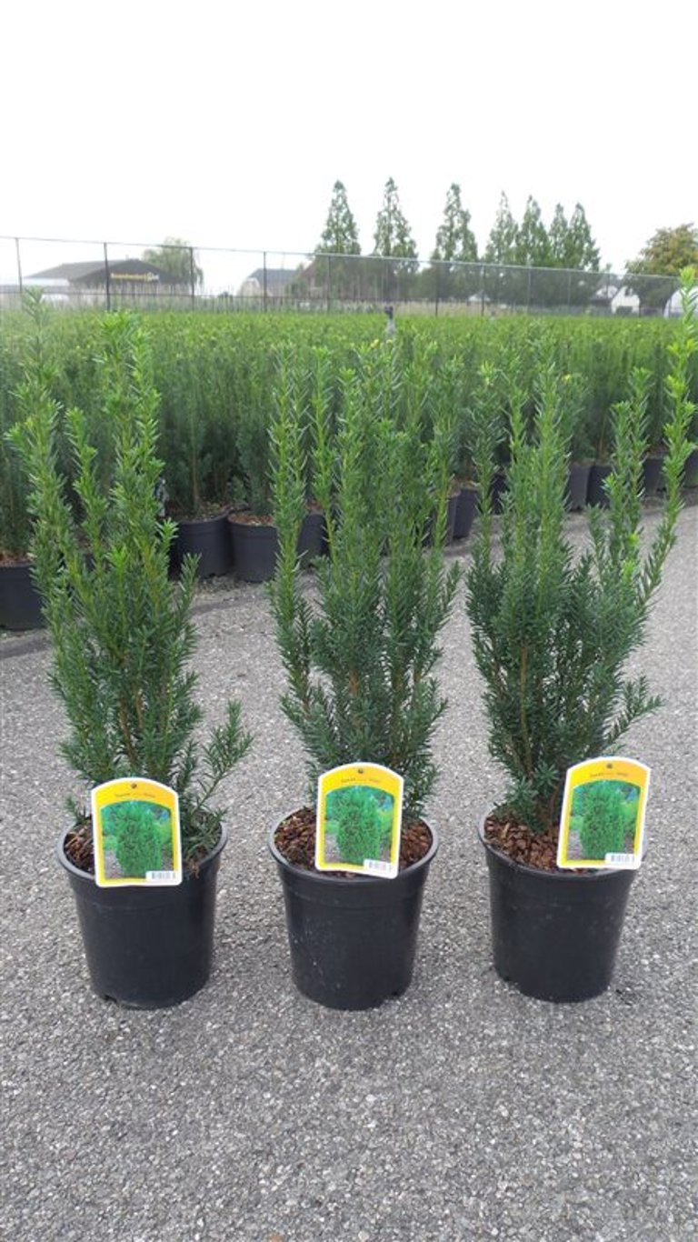 Taxus media 'Hillii' - C3 40-50 CM